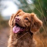 Picture of golden retriever