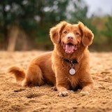 Picture of golden retriever