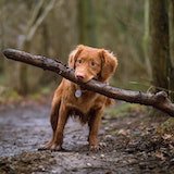 Picture of golden retriever